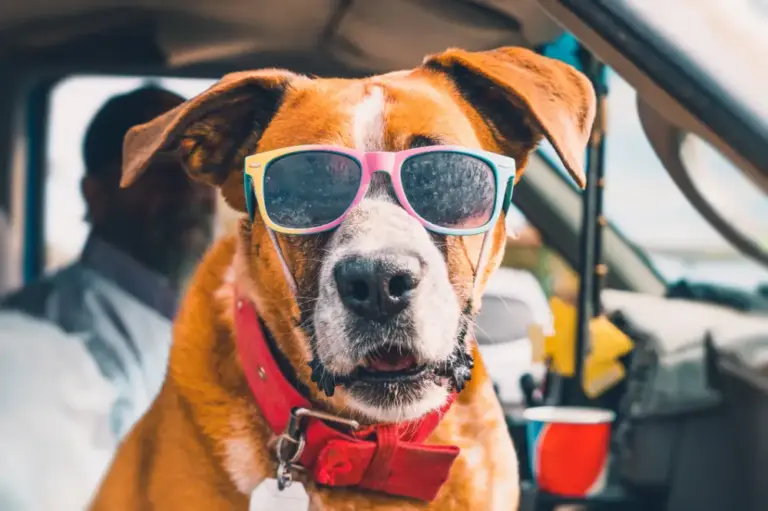 Rad Dog with Sunglasses in Pick-up Truck
